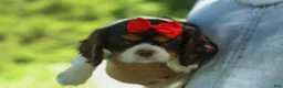 Cavalier King Charles Spaniel dogs for sale: Bentley 🐾🐶 - Ad 4
