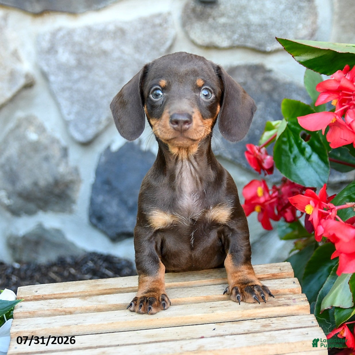 Miniature Dachshund dogs Lana - Ad 2