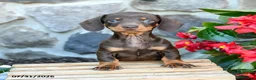 Miniature Dachshund dogs for sale: Lana - Ad 2