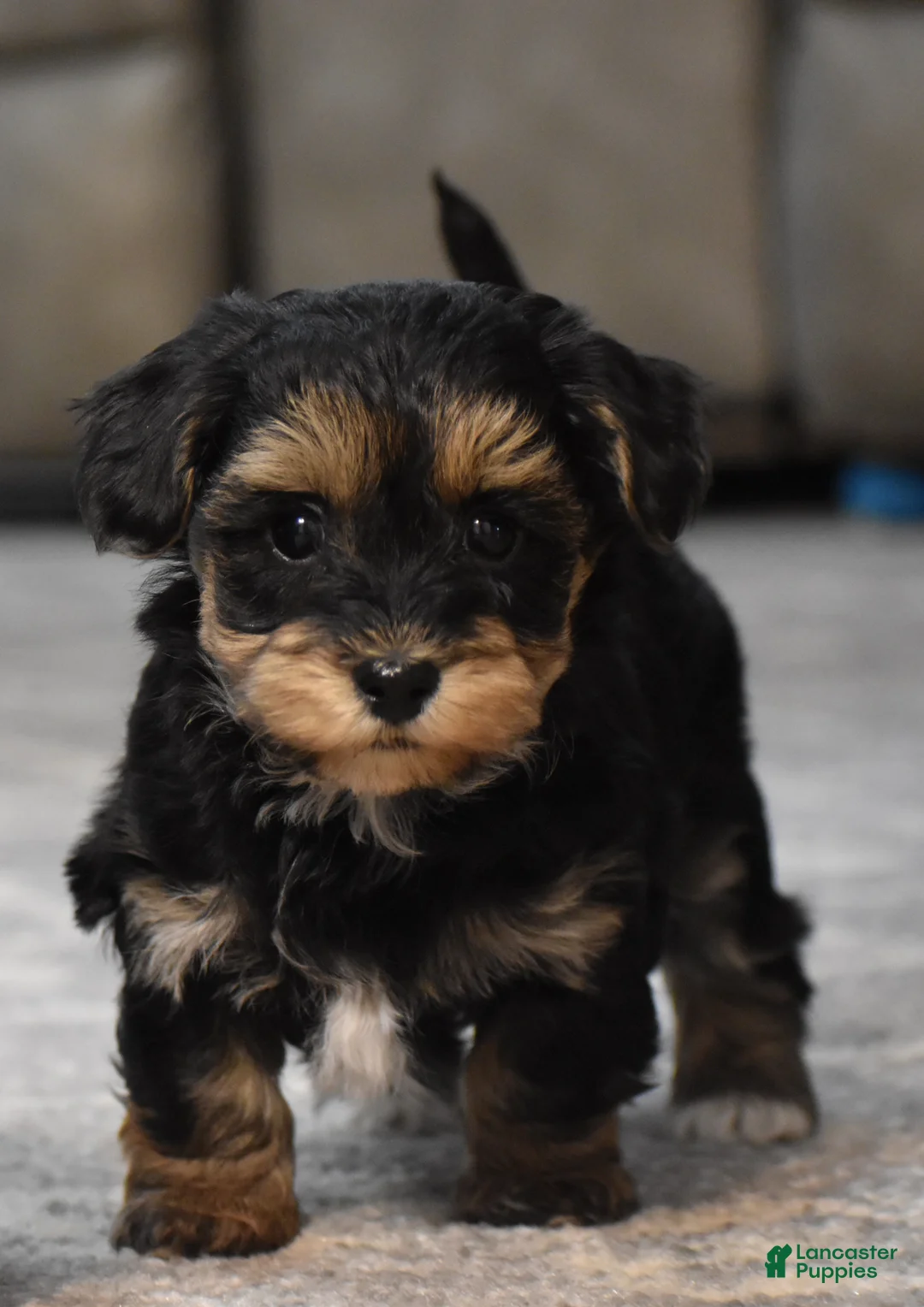 Mixed Breed dogs for sale: Trooper - Ad 2