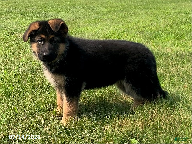 German Shepherd dogs Ella - Ad 2