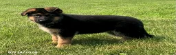 German Shepherd dogs for sale: Ella - Ad 2
