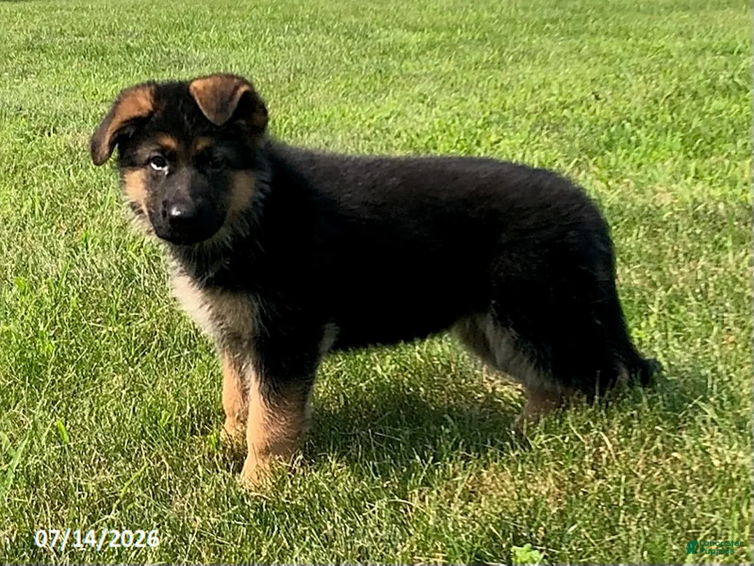 German Shepherd dogs for sale: Ella - Ad 2