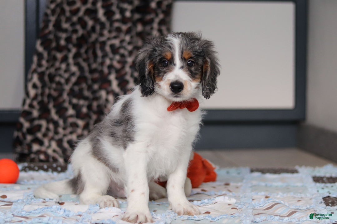 Mini Bernedoodle dogs for sale: Denver — Male — $1999 - Ad 2