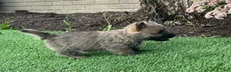 Cairn Terrier dogs for sale: Max - Ad 5