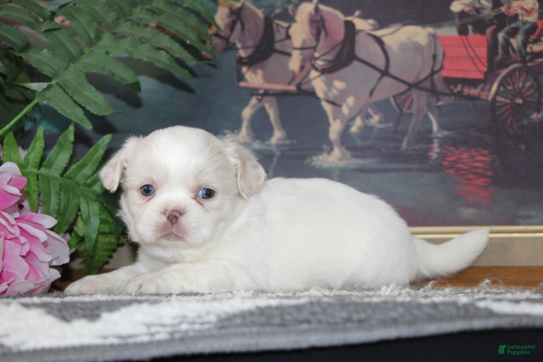 Shih Tzu dogs for sale: Ollie - Ad 6