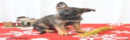German Shepherd dogs for sale: London - Ad 3