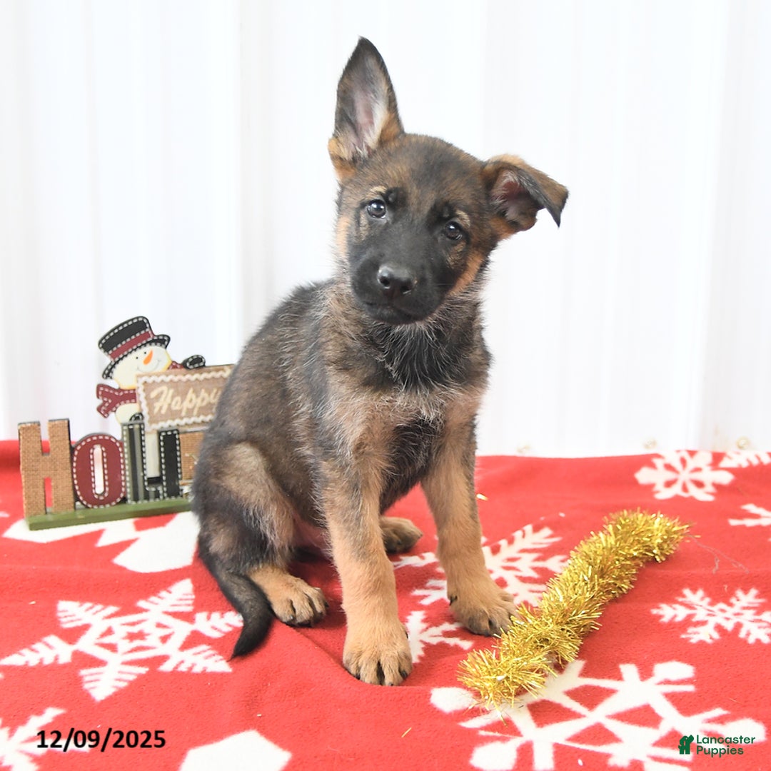 German Shepherd dogs for sale: London - Ad 3