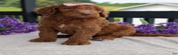 Goldendoodle dogs for sale: Miss Ellie - Ad 21