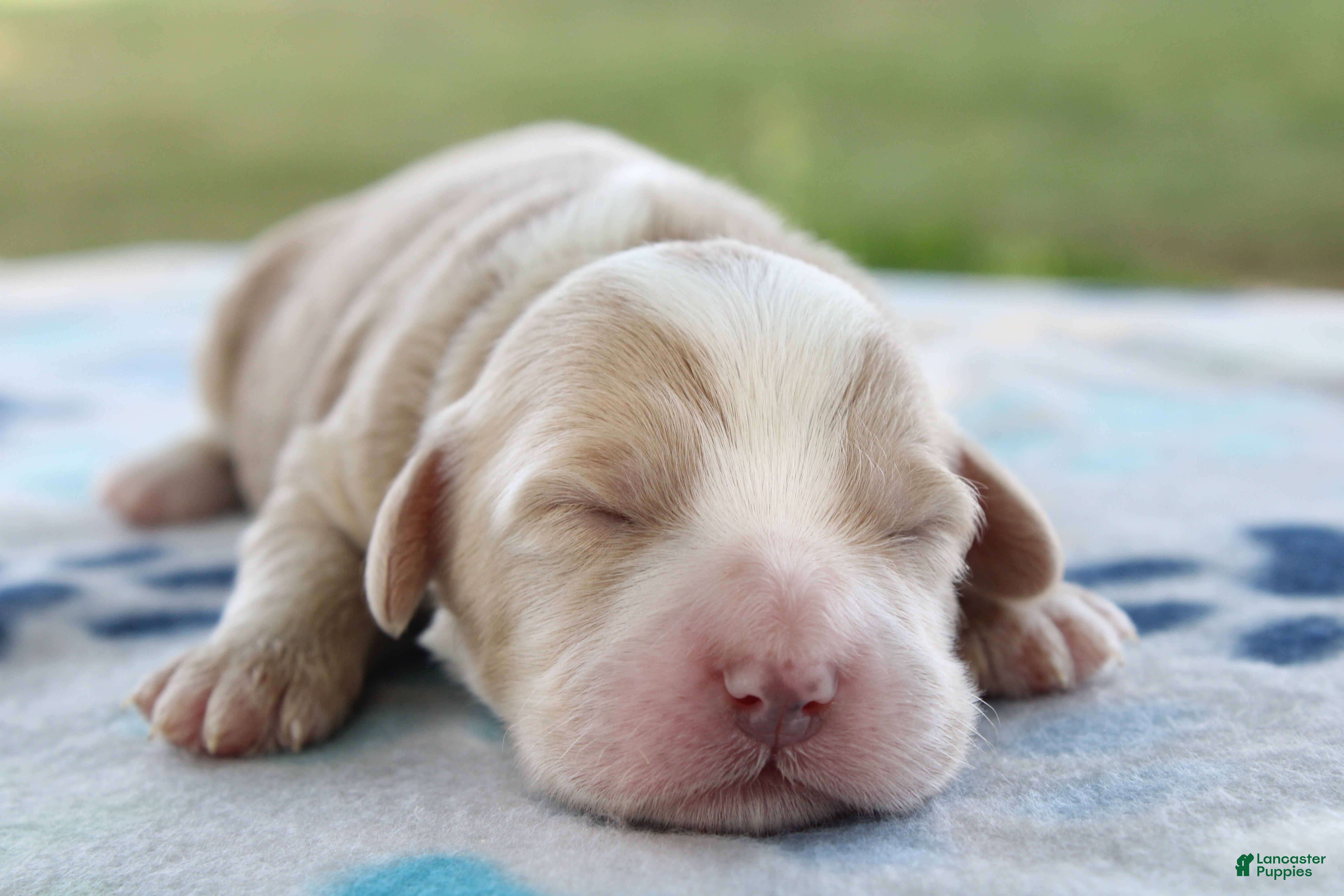 Mini Goldendoodle dogs Victor - Ad 1