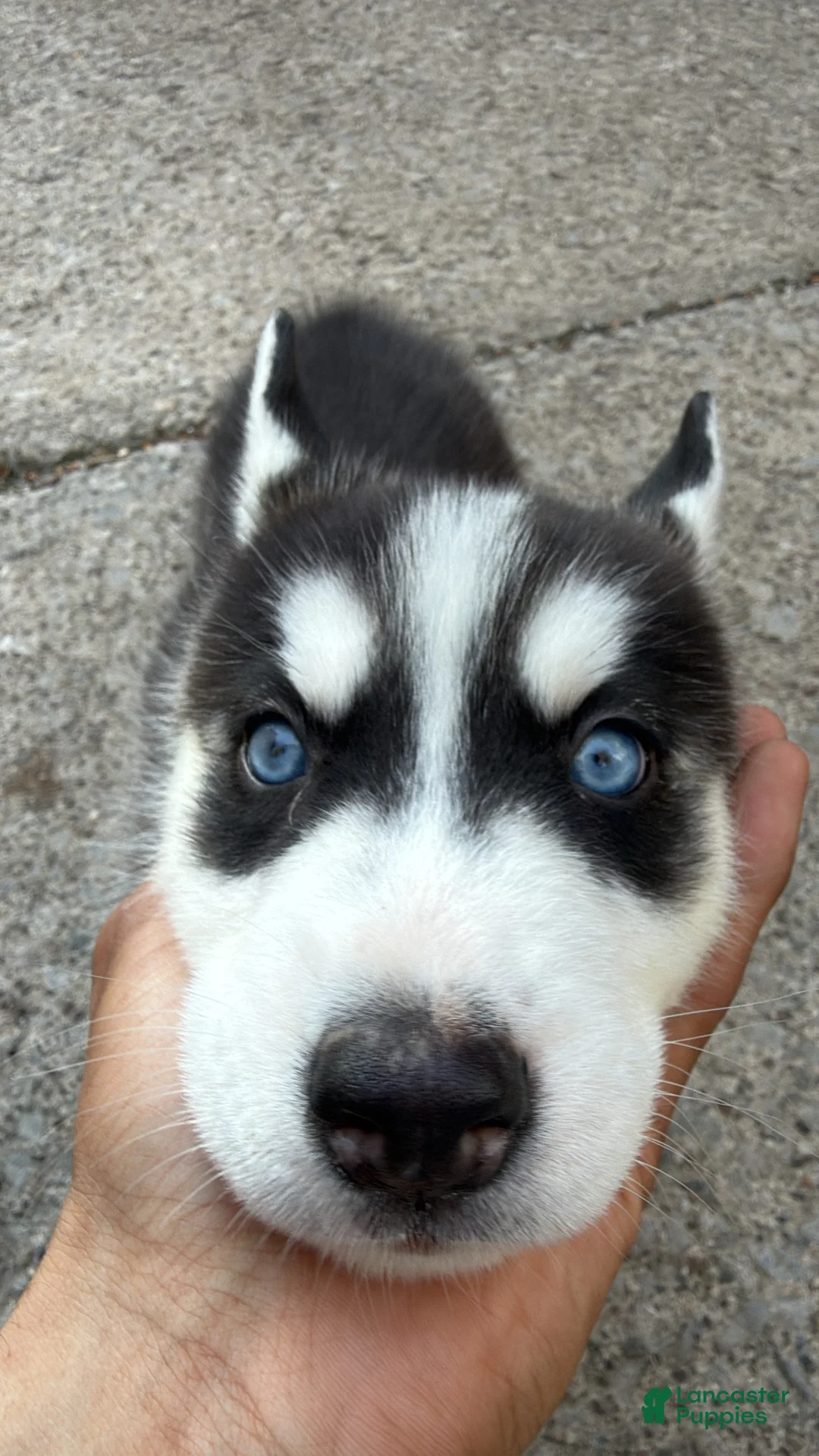 Siberian Husky dogs for sale: Simon - Ad 1