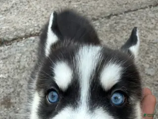 Siberian Husky dogs Simon - Ad 32