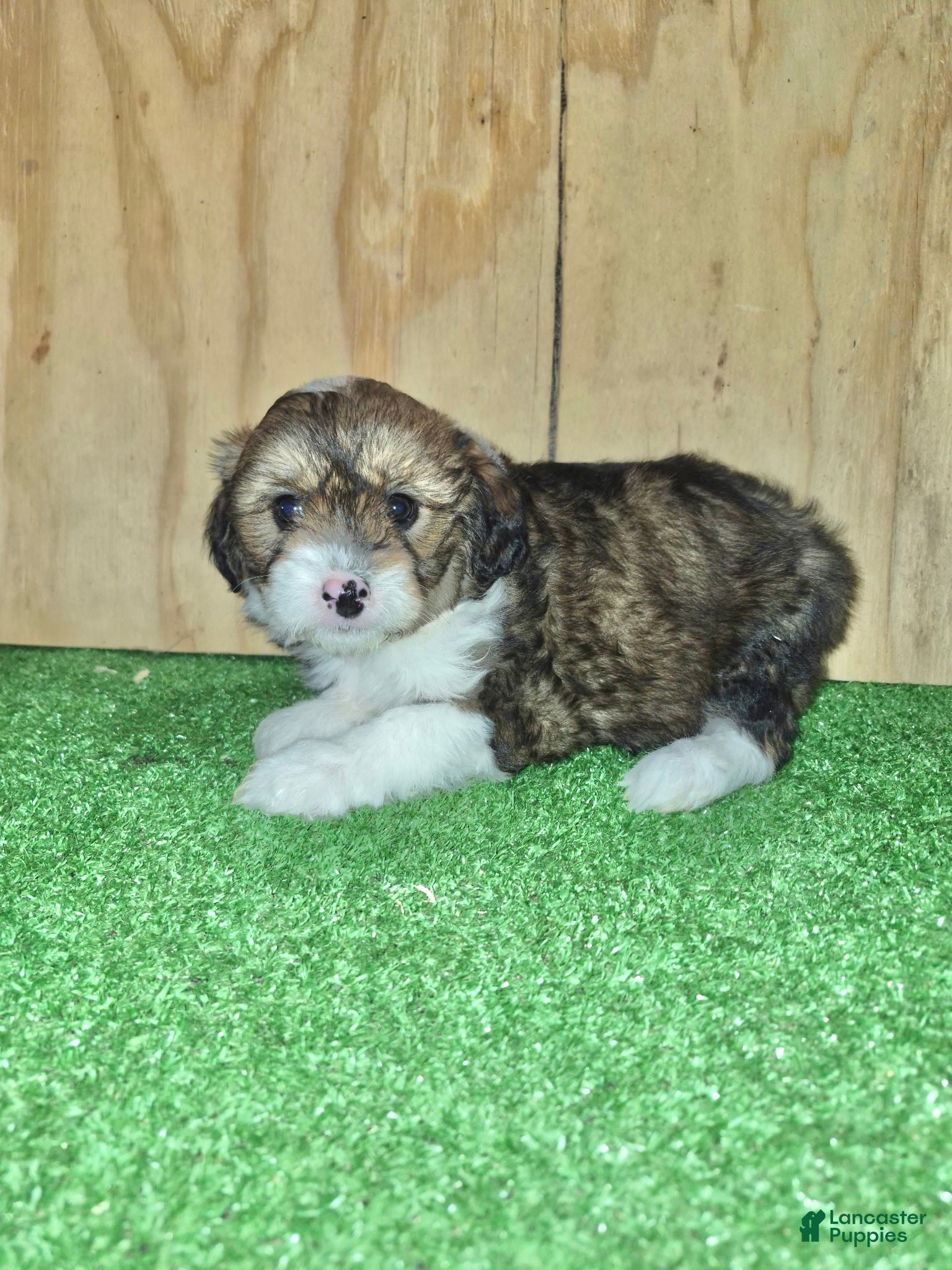 Mini Aussiedoodle dogs Mini Aussiedoodle Puppy 6 - Ad 1