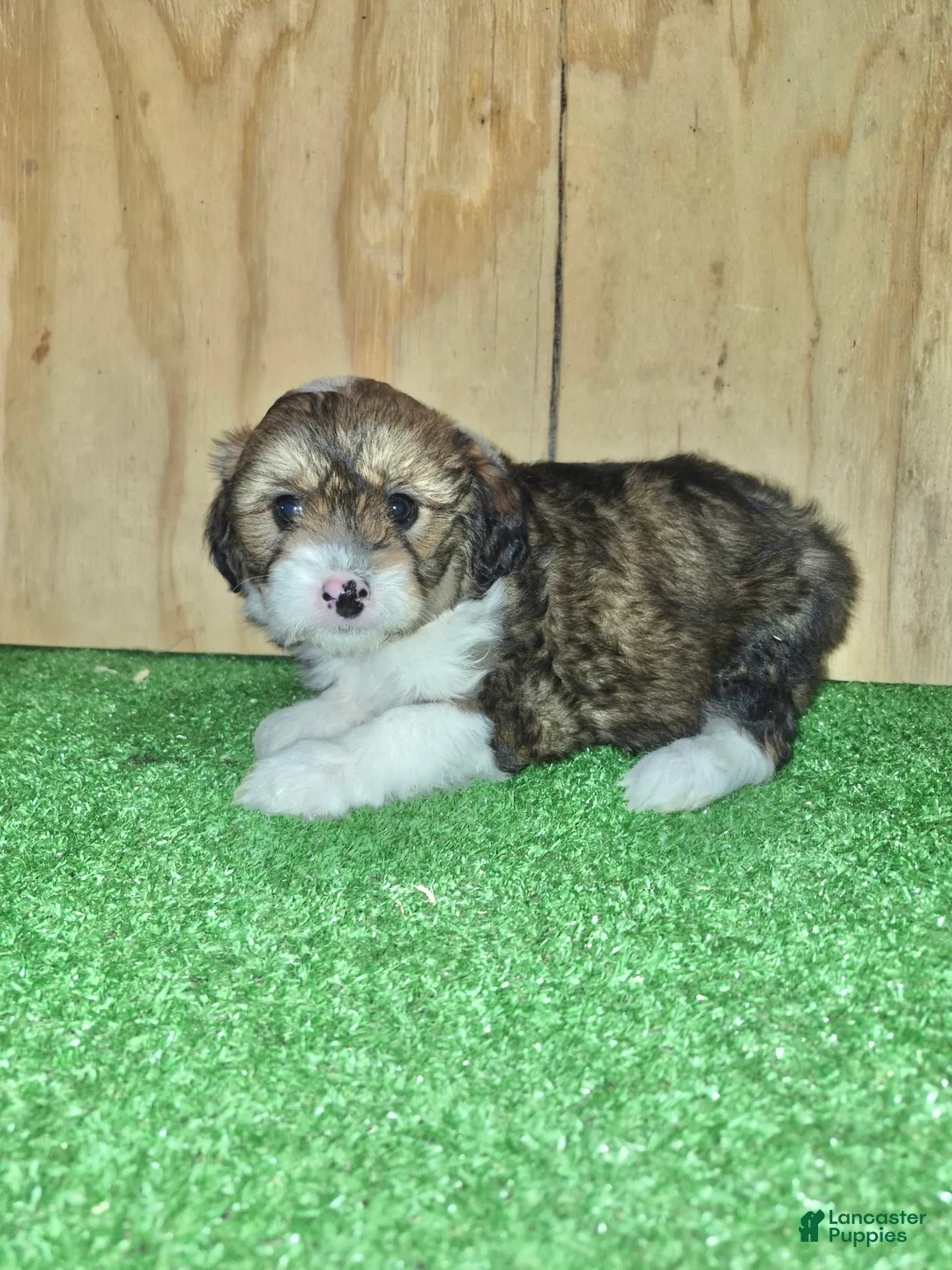 Mini Aussiedoodle dogs for sale: Mini Aussiedoodle Puppy 6 - Ad 1