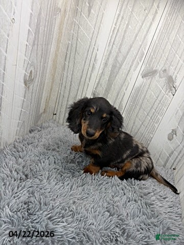 Dachshund dogs Tyson - Ad 1