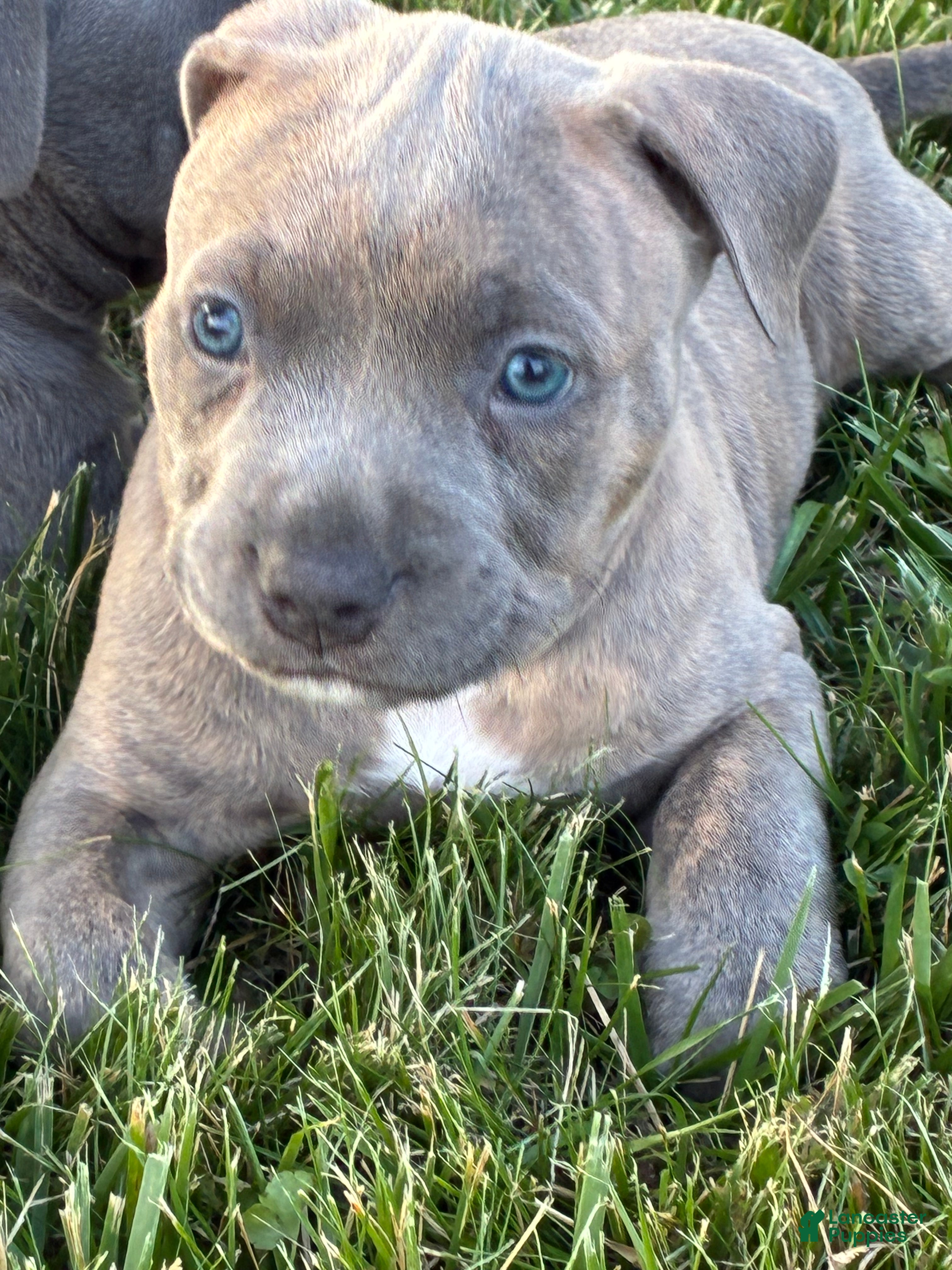 American Bully dogs Tigger  - Ad 2