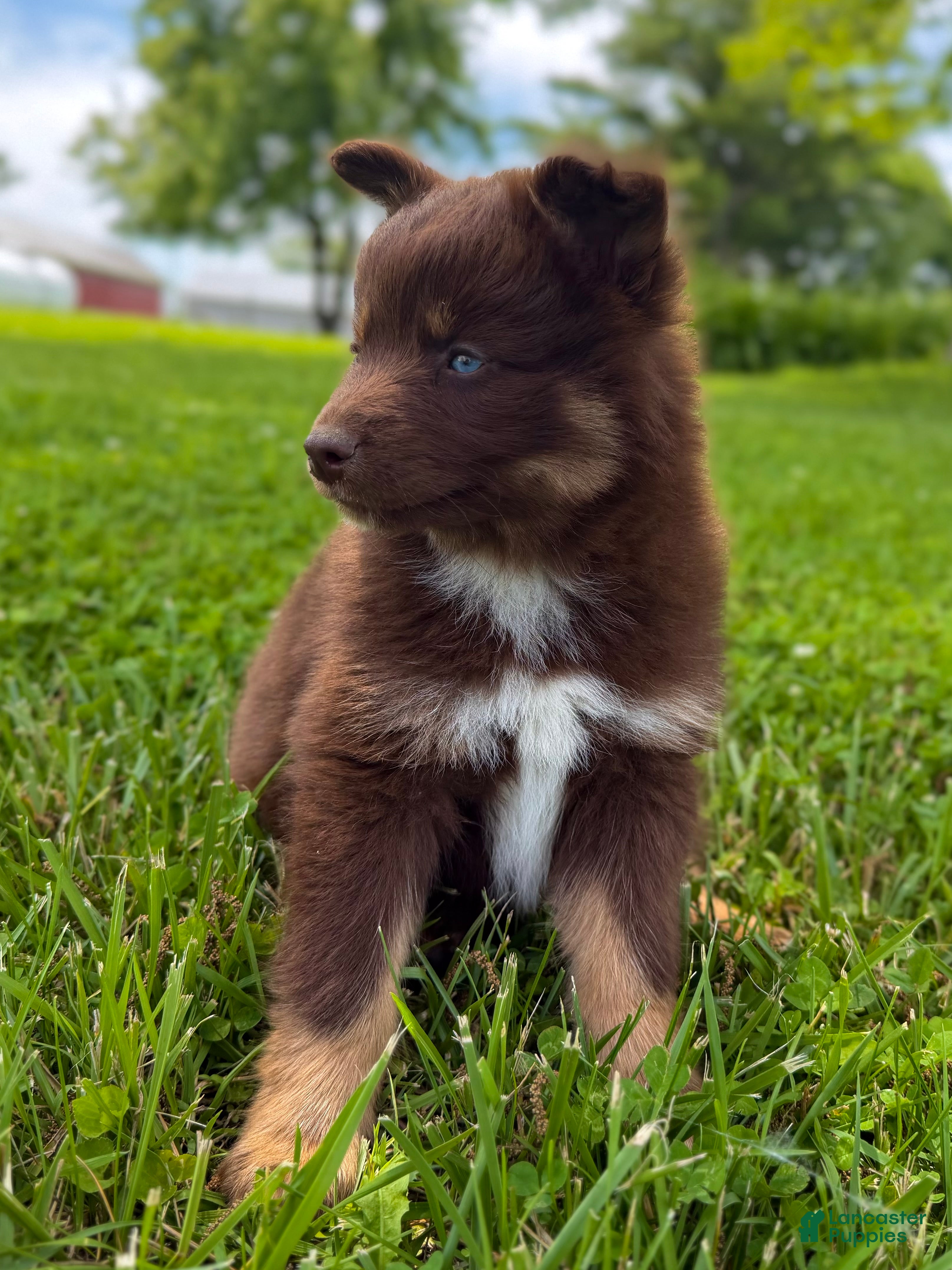 Pomsky dogs Theo - Ad 2