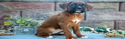 Boxer dogs for sale: Rosie - Ad 2