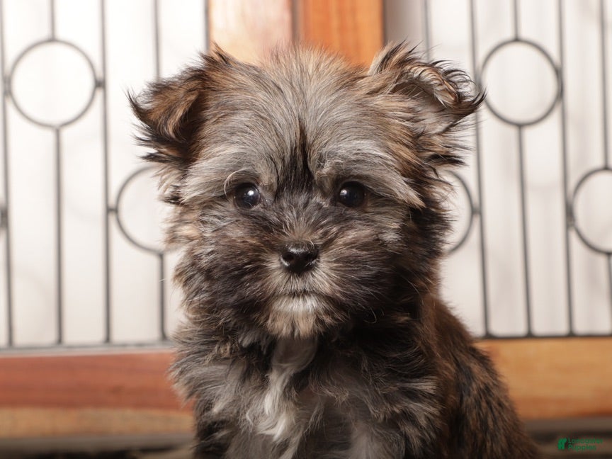 Mixed Breed dogs Frank  - Ad 2