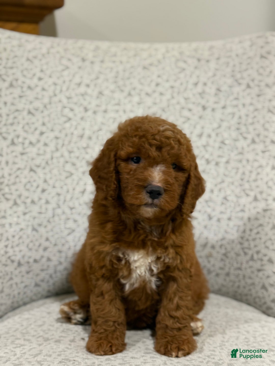 Goldendoodle dogs for sale: Peggy - Ad 6