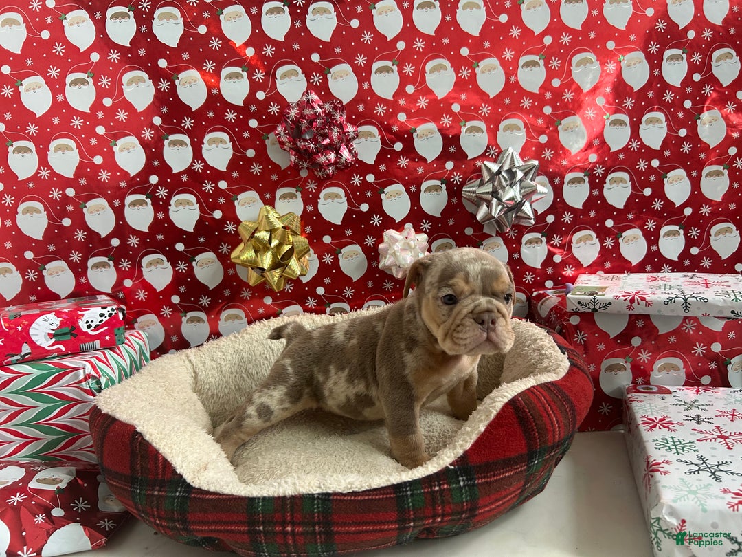 English Bulldog dogs for sale: Forest - Ad 2