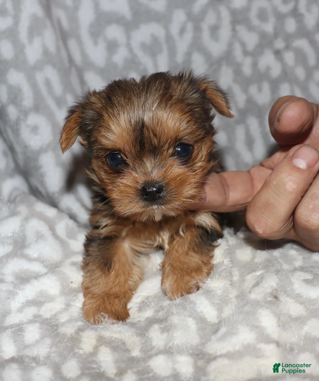 Yorkshire Terrier dogs for sale: Sonia - Ad 2