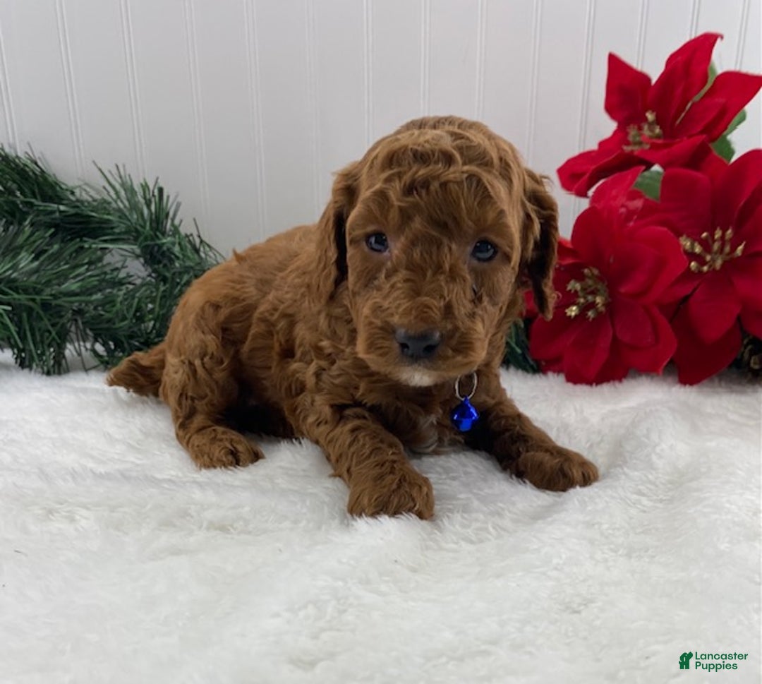 Toy Poodle dogs for sale: Teddy - Ad 5