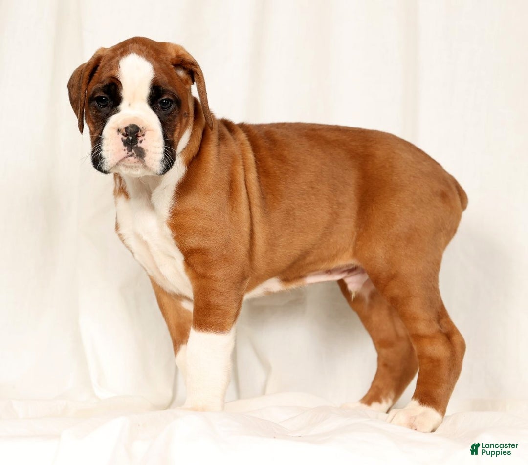Boxer dogs for sale: Sultan - Ad 5