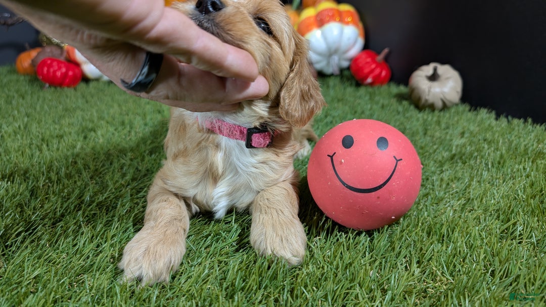 Cavapoo dogs for sale: Cavapoo Puppy 3 - Ad 6