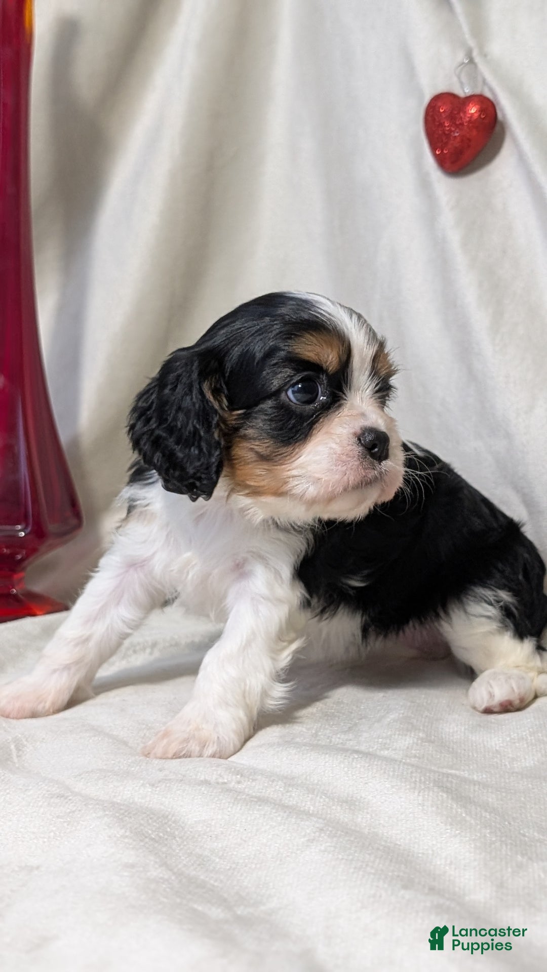 Cavalier King Charles Spaniel dogs for sale: Raya - Ad 6