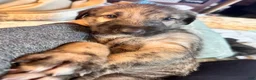 Irish Wolfhound dogs for sale:  Seven 907-575-2003 - Ad 4