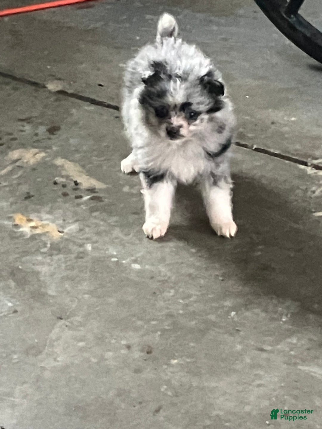 Mixed Breed dogs for sale: Julie - Ad 4