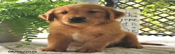 Golden Retriever dogs for sale: Bodie - Ad 3