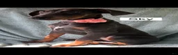 Doberman Pinscher dogs for sale: Sky - Ad 4