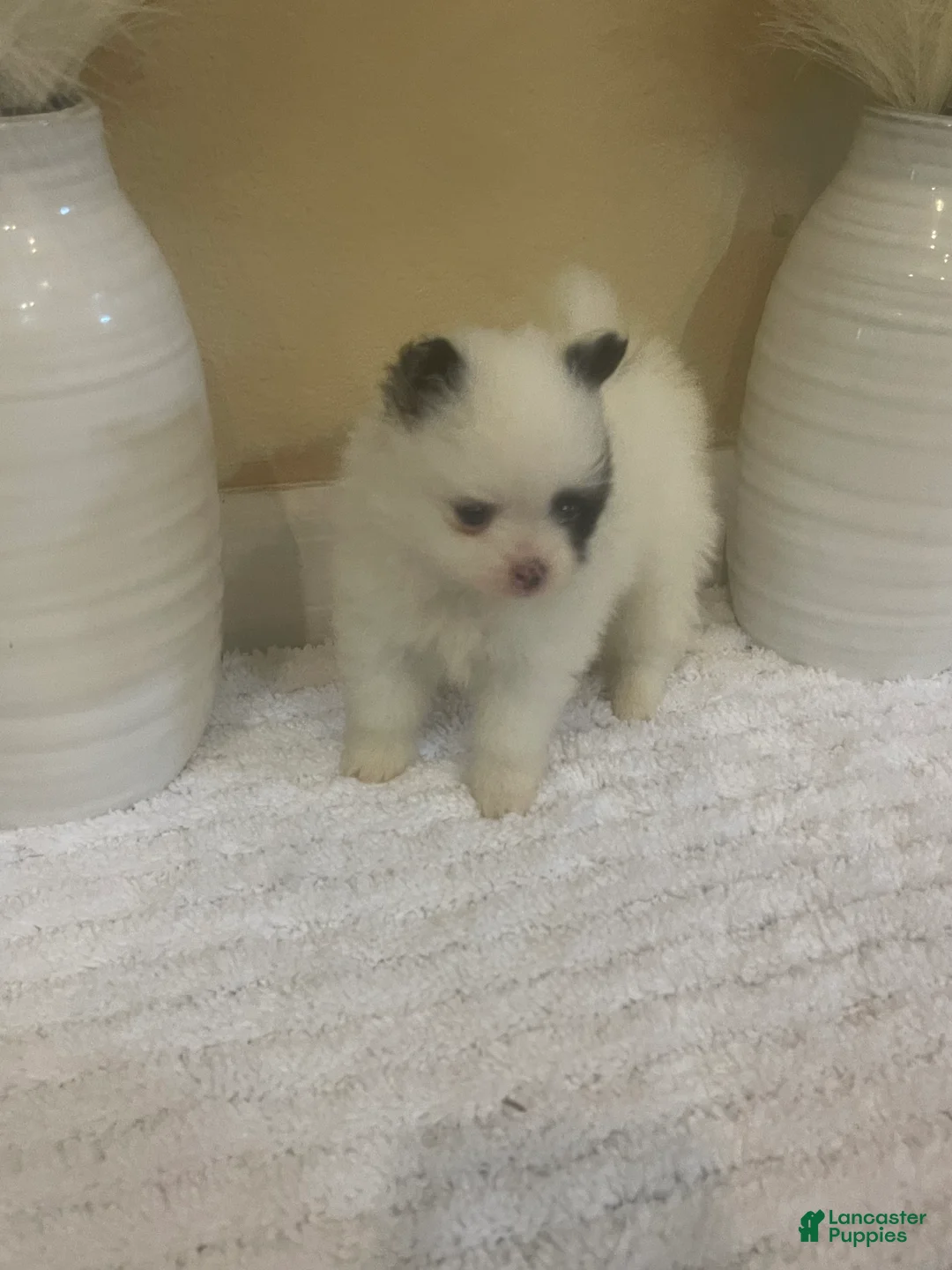 Pomeranian dogs for sale: Pomeranian 3 - Ad 6