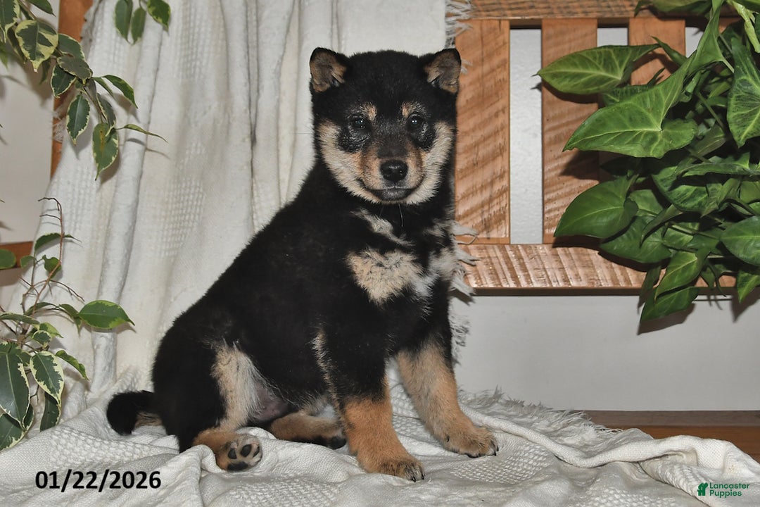 Shiba Inu dogs for sale: Mason - Ad 1