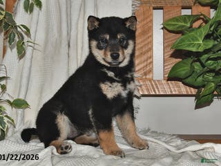 Shiba Inu dogs for sale: Mason - Ad 2