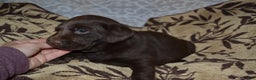 Labrador Retriever dogs for sale: Millie - Ad 3