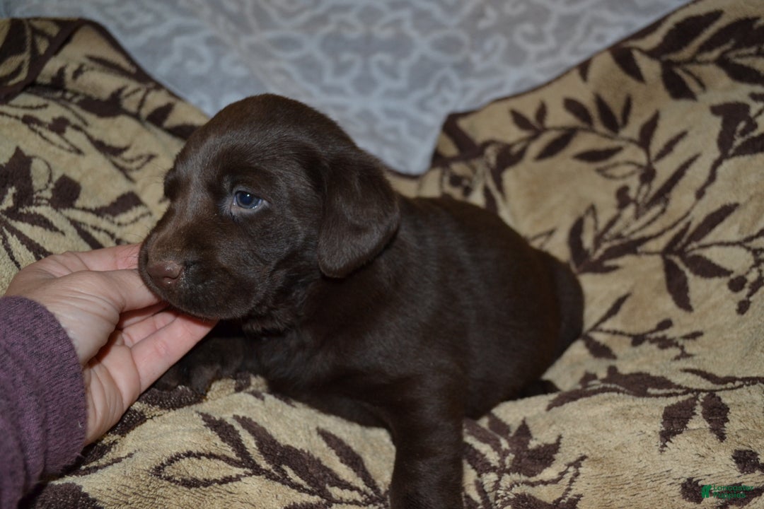 Labrador Retriever dogs for sale: Millie - Ad 3