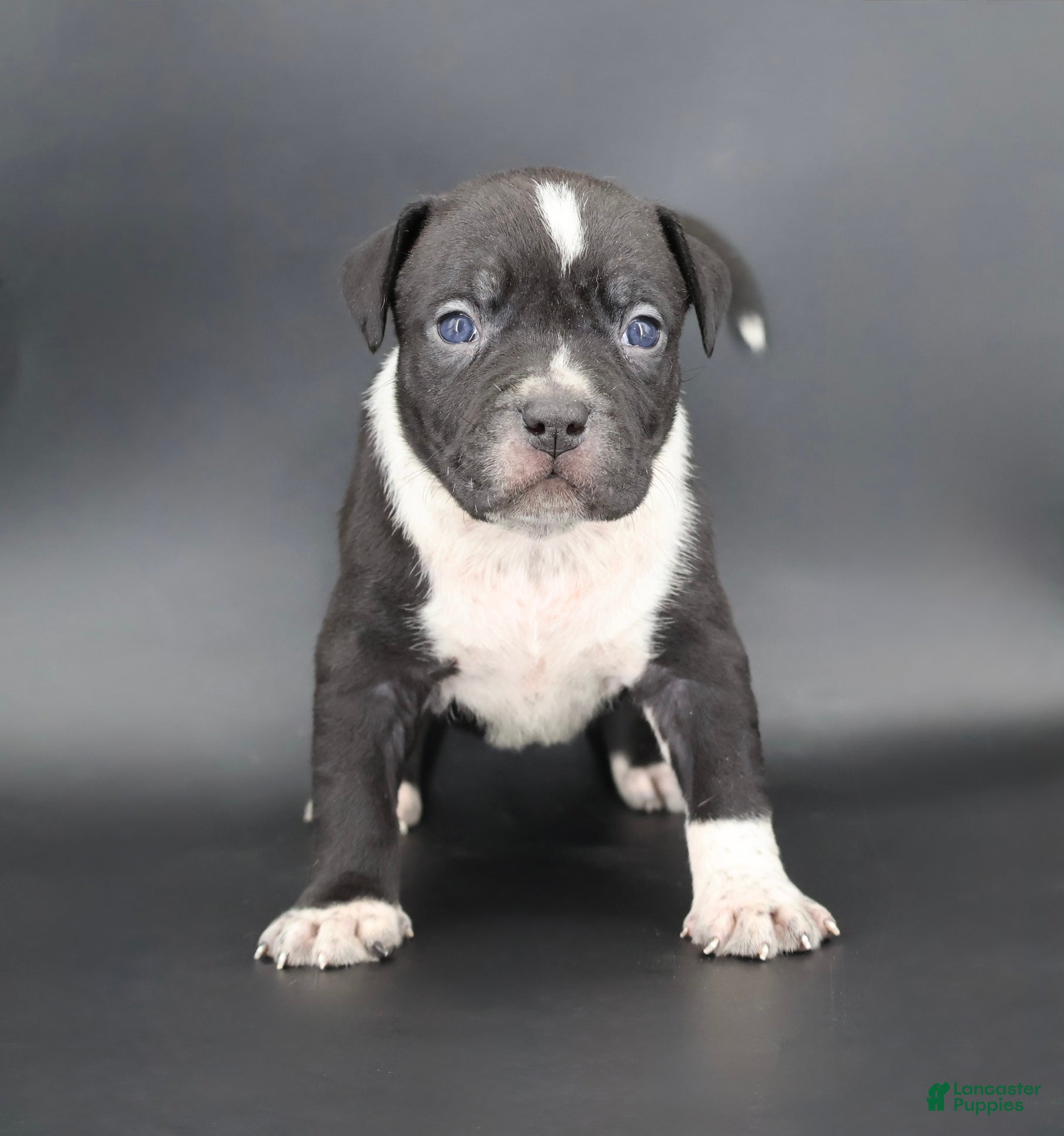 American Bully dogs Yarrow - Ad 1