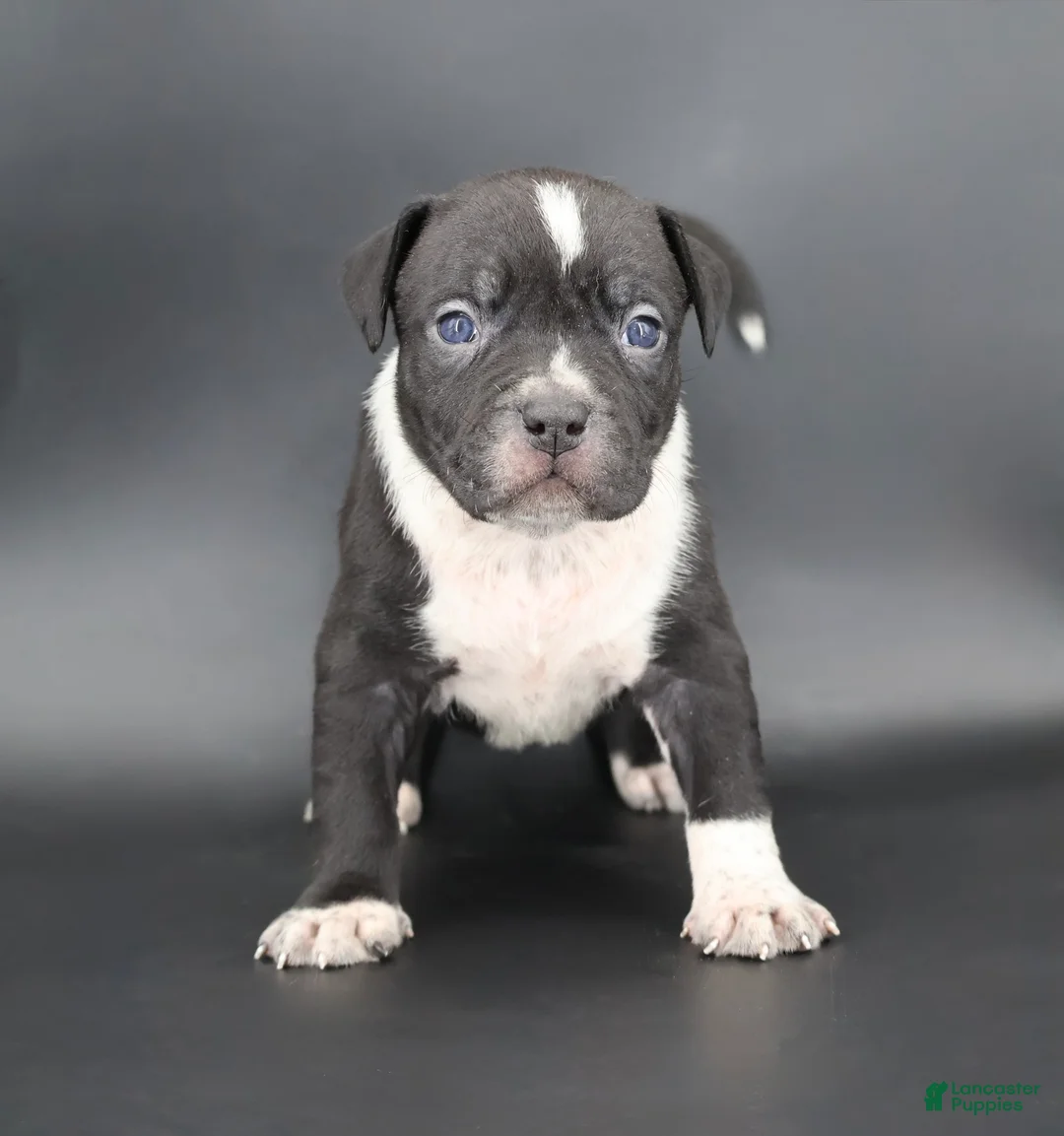American Bully dogs for sale: Camellia - Ad 7