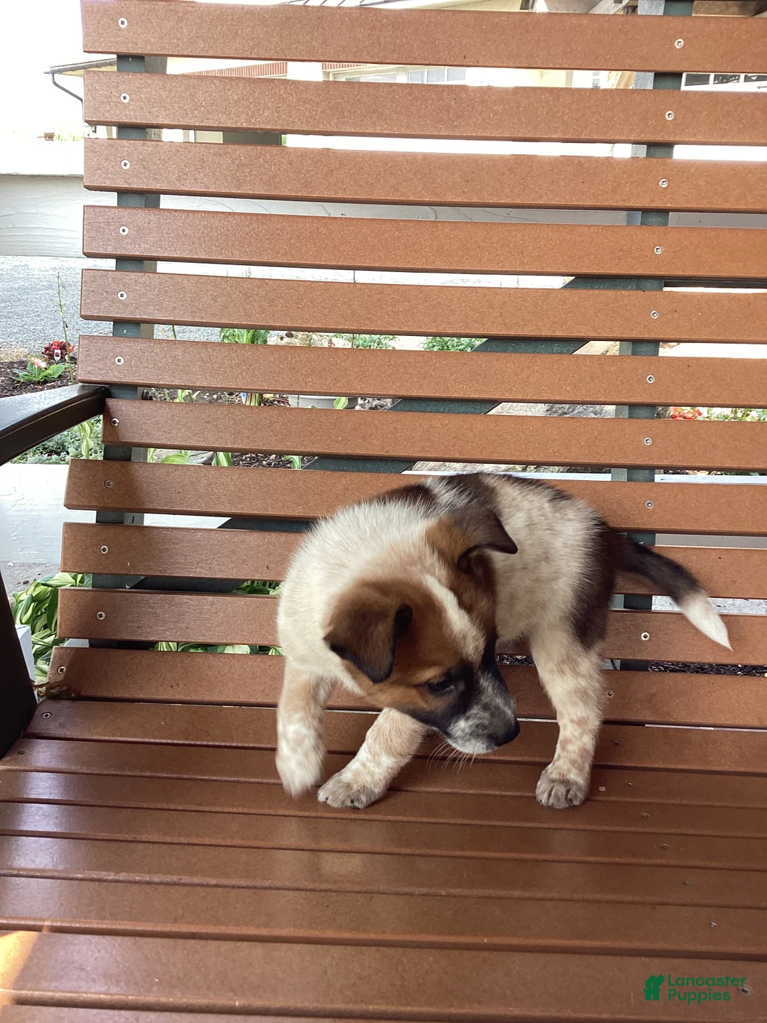 Mixed Breed dogs for sale: Bravo - Ad 2