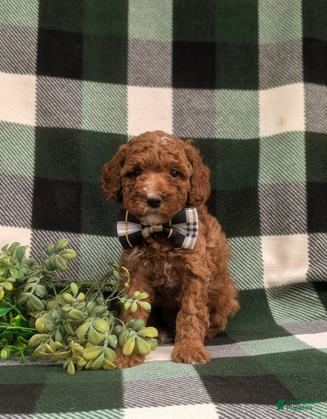 Miniature Poodle dogs for sale: Cosmo - Ad 1