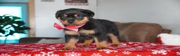 Rottweiler dogs for sale: Noel - Ad 3