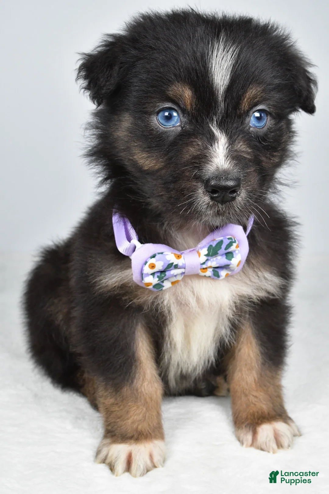 Australian Shepherd dogs for sale: Beverly  - Ad 2