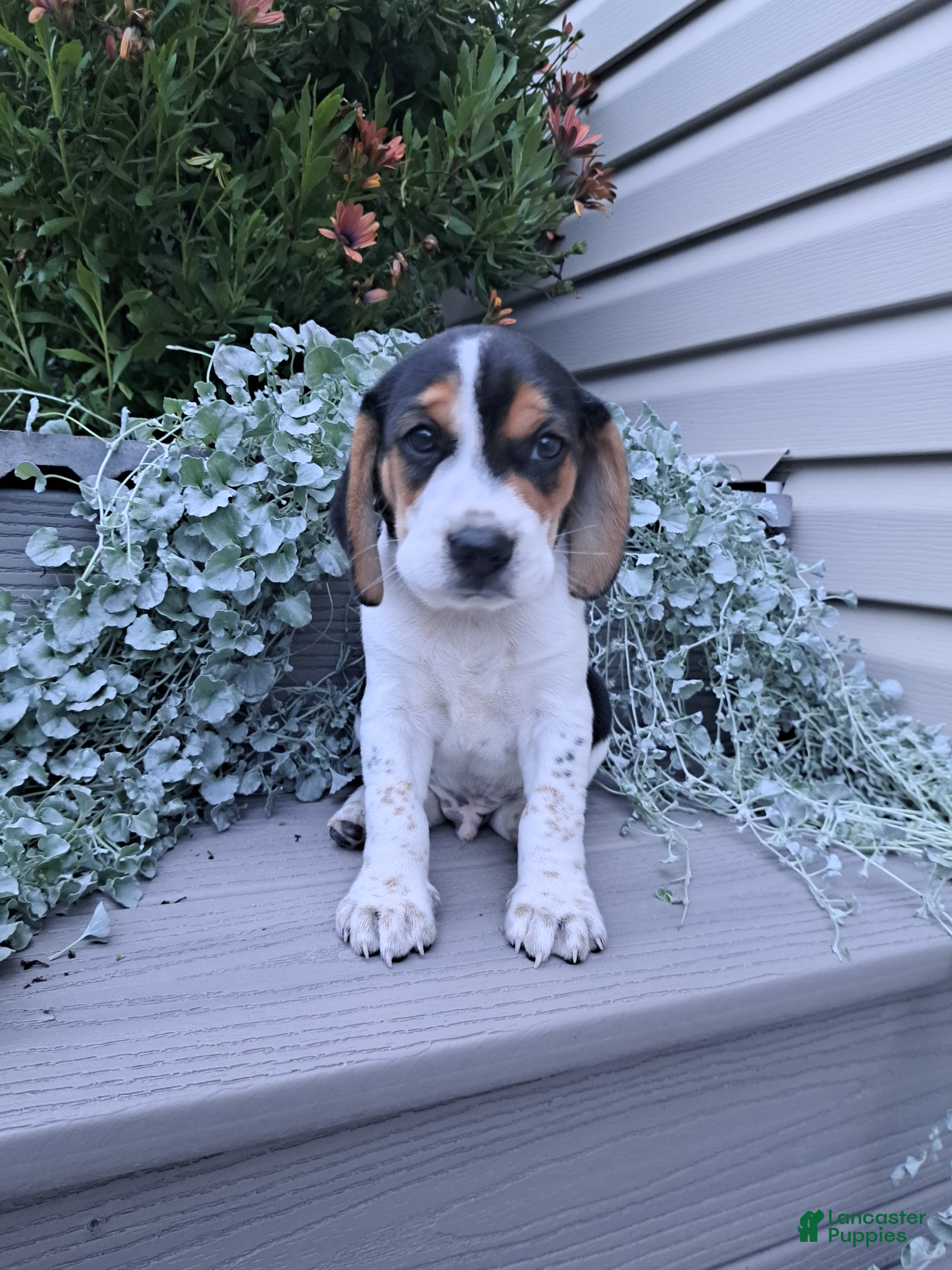 Beagle dogs ARCHIE - Ad 2