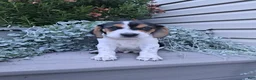 Beagle dogs for sale: ARCHIE - Ad 2
