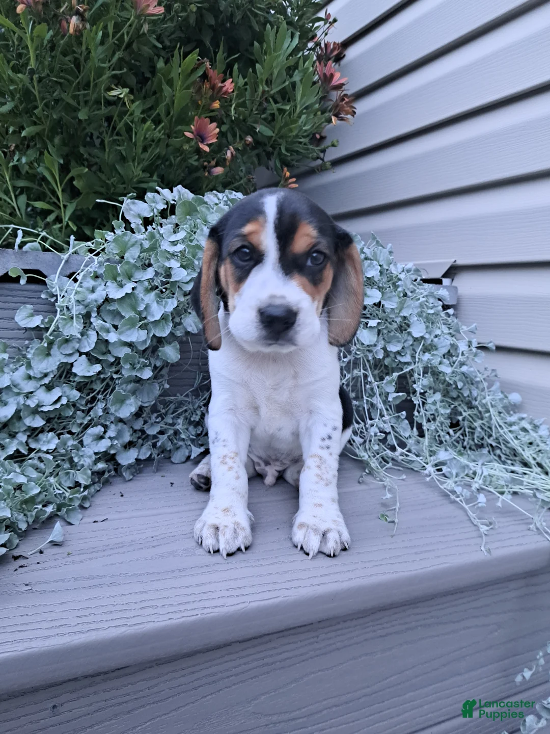 Beagle dogs for sale: ARCHIE - Ad 2