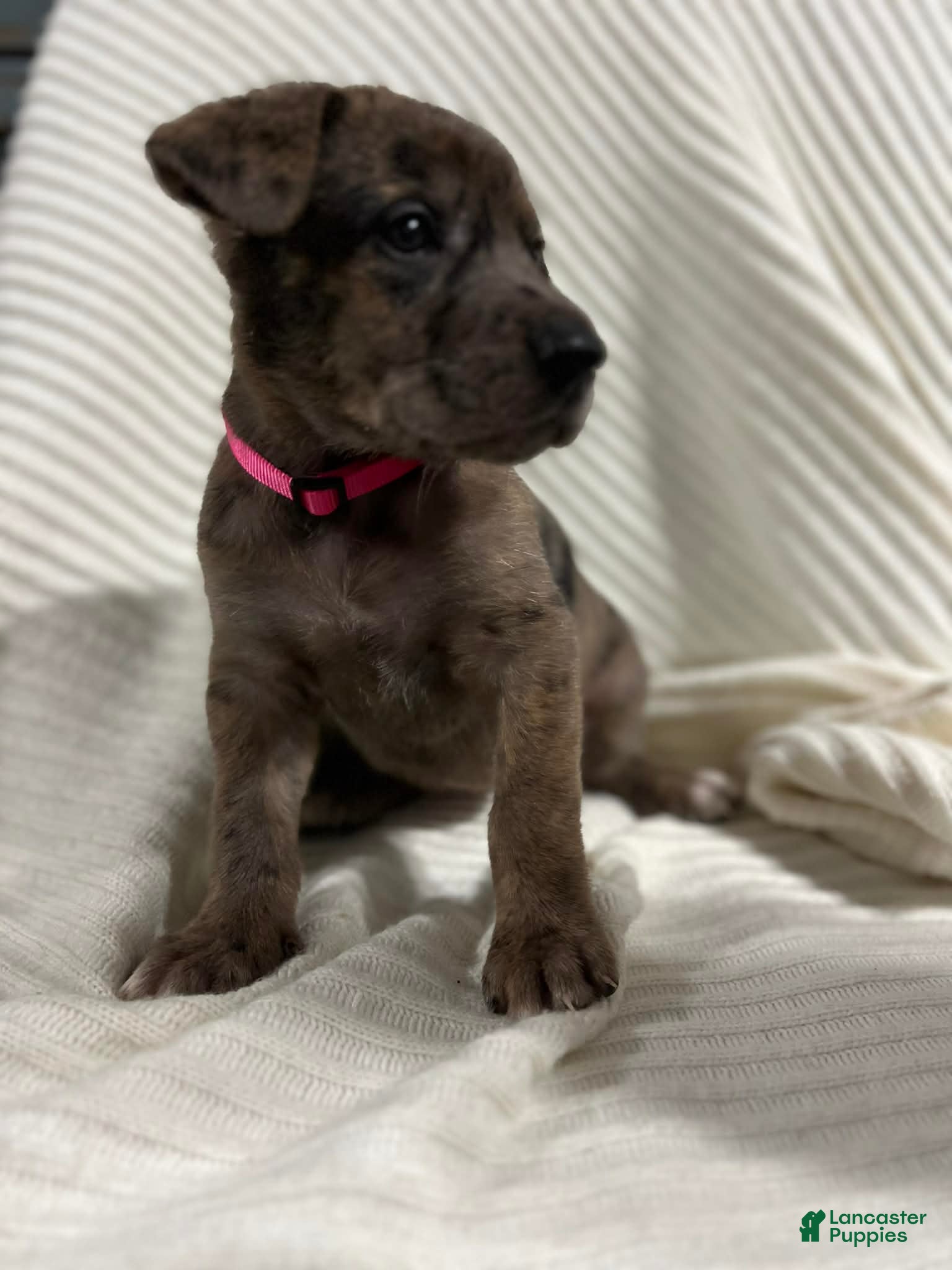 Mixed Breed dogs Missy - Ad 1