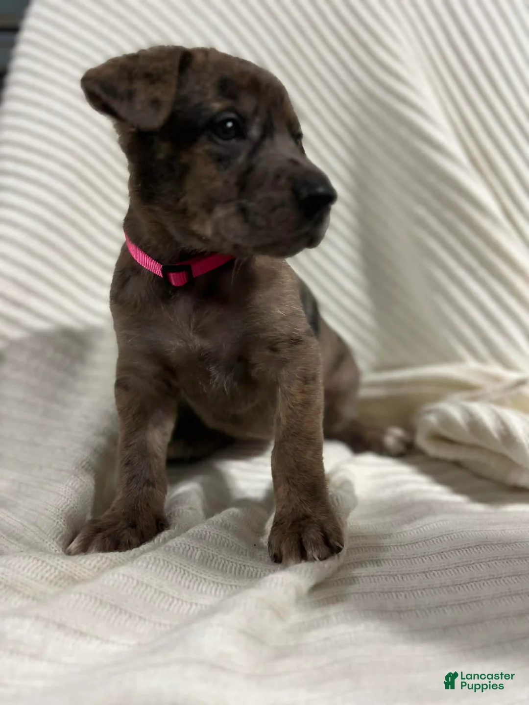 Mixed Breed dogs for sale: Missy - Ad 1